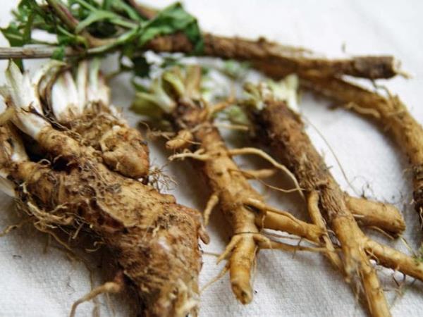 Ali poznate fantastično moč cikorije